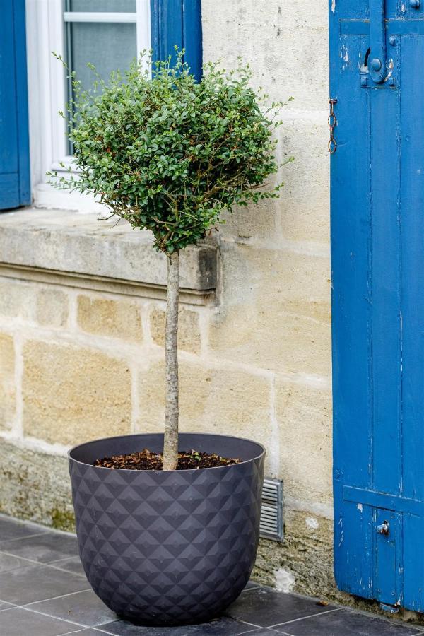 Les Suites D'Alienor, Suite Cosy Pessac Exterior foto